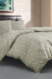 цикорий олива