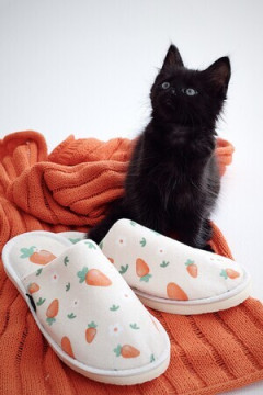 Тапки Морковный дождь